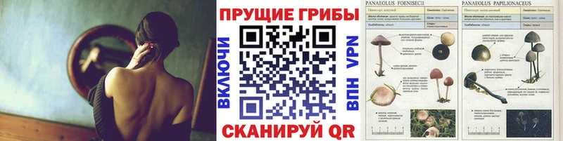 kraken маркетплейс Орлов это какой сайт Галлюциногенные грибы Cubensis
